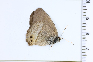  ( - DRD1440)  @11 [ ] c  Diego Dolibaina Universidade Federal do Parana