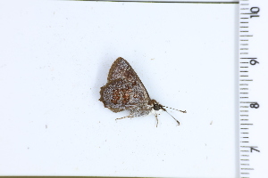  ( - DRD1728)  @11 [ ] c  Diego Dolibaina Universidade Federal do Parana