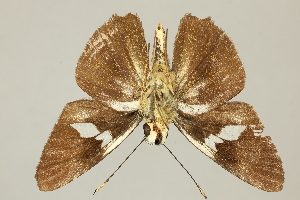  (Rhinthon braesia - DZ75.447)  @11 [ ] c (2025) UFPR UFPR