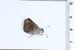  ( - DRD1729)  @11 [ ] c  Diego Dolibaina Universidade Federal do Parana