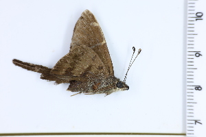  (Cecropterus teleus - DRD1184)  @11 [ ] c  Diego Dolibaina Universidade Federal do Parana