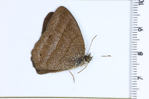  ( - DRD1442)  @11 [ ] c  Diego Dolibaina Universidade Federal do Parana