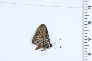  ( - DRD1124)  @11 [ ] c  Diego Dolibaina Universidade Federal do Parana