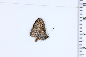  ( - DRD1017)  @11 [ ] c  Diego Dolibaina Universidade Federal do Parana