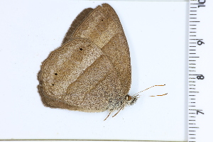  ( - DRD1443)  @11 [ ] c  Diego Dolibaina Universidade Federal do Parana