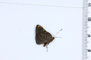  (Symmachia aconia - DRD1018)  @11 [ ] c  Diego Dolibaina Universidade Federal do Parana