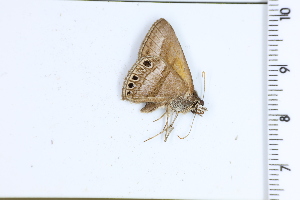  (Zopyrion doria - DRD1732)  @11 [ ] c  Diego Dolibaina Universidade Federal do Parana