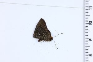  ( - DRD1126)  @11 [ ] c  Diego Dolibaina Universidade Federal do Parana