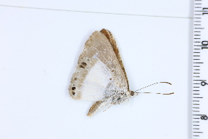  ( - DRD1021)  @11 [ ] c  Diego Dolibaina Universidade Federal do Parana