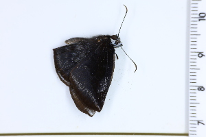  ( - DRD1191)  @11 [ ] c  Diego Dolibaina Universidade Federal do Parana