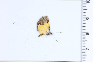  ( - DRD1450)  @11 [ ] c  Diego Dolibaina Universidade Federal do Parana