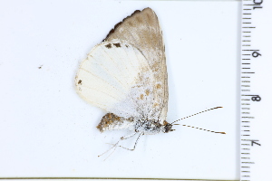  ( - DRD1451)  @11 [ ] c  Diego Dolibaina Universidade Federal do Parana