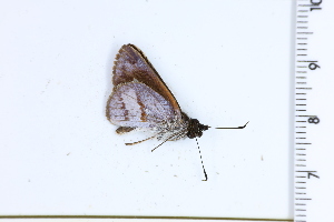  (Paracarystus evansi - DRD1495)  @11 [ ] c  Diego Dolibaina Universidade Federal do Parana