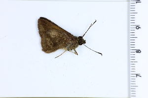  ( - DRD1388)  @11 [ ] c  Diego Dolibaina Universidade Federal do Parana