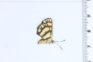  ( - DRD1788)  @11 [ ] c  Diego Dolibaina Universidade Federal do Parana