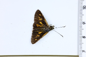  (Ludens levina - DRD1198)  @11 [ ] c  Diego Dolibaina Universidade Federal do Parana