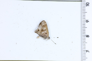  ( - DRD1746)  @11 [ ] c  Diego Dolibaina Universidade Federal do Parana