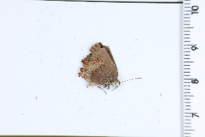  (Nicolaea schausa - DRD1747)  @11 [ ] c  Diego Dolibaina Universidade Federal do Parana