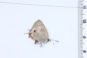  ( - DRD1143)  @11 [ ] c  Diego Dolibaina Universidade Federal do Parana