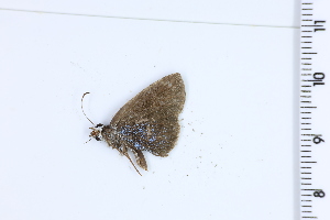  (Gindanes bora - DRD1036)  @11 [ ] c  Diego Dolibaina Universidade Federal do Parana