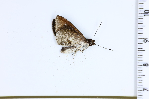  (Psoralis sabina - DRD1204)  @11 [ ] c  Diego Dolibaina Universidade Federal do Parana