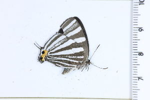  (Laothus phidela - DRD1507)  @11 [ ] c  Diego Dolibaina Universidade Federal do Parana