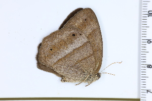  ( - DRD1208)  @11 [ ] c  Diego Dolibaina Universidade Federal do Parana