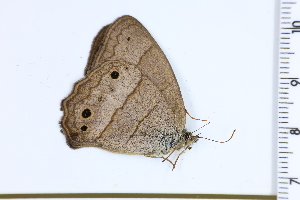  ( - DRD1213)  @11 [ ] c  Diego Dolibaina Universidade Federal do Parana