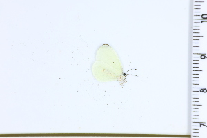  (Abaeis elvina - DRD1220)  @11 [ ] c  Diego Dolibaina Universidade Federal do Parana