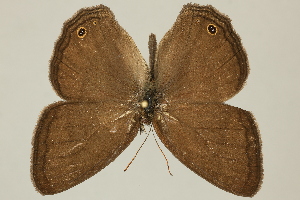  ( - DZ75.241)  @11 [ ] c (2025) Diego Dolibaina UFPR