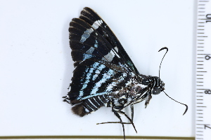  ( - DRD1221)  @11 [ ] c  Diego Dolibaina Universidade Federal do Parana