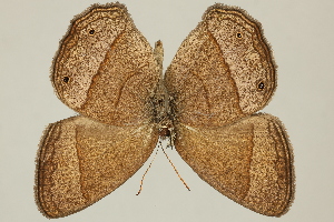  ( - DZ75.241)  @11 [ ] c (2025) Diego Dolibaina UFPR