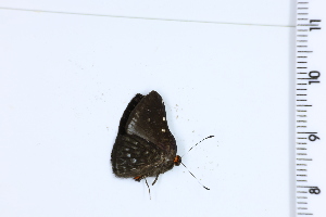  ( - DRD1054)  @11 [ ] c  Diego Dolibaina Universidade Federal do Parana