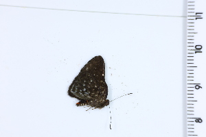  ( - DRD1056)  @11 [ ] c  Diego Dolibaina Universidade Federal do Parana