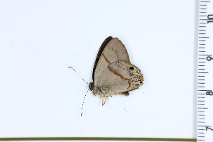  ( - DRD1225)  @11 [ ] c  Diego Dolibaina Universidade Federal do Parana