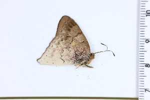  (Erythia - DRD1228)  @11 [ ] c  Diego Dolibaina Universidade Federal do Parana