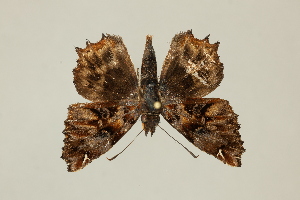  ( - DZ75.246)  @11 [ ] c (2025) Diego Dolibaina UFPR