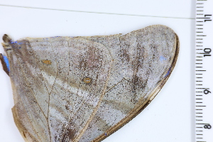  ( - DRD1170)  @11 [ ] c  Diego Dolibaina Universidade Federal do Parana