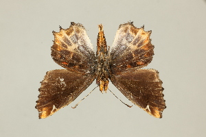  ( - DZ75.246)  @11 [ ] c (2025) Diego Dolibaina UFPR