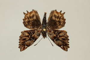  ( - DZ75.247)  @11 [ ] c (2025) Diego Dolibaina UFPR