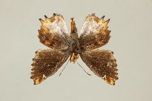  ( - DZ75.247)  @11 [ ] c (2025) Diego Dolibaina UFPR