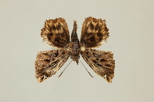  ( - DZ75.248)  @11 [ ] c (2025) Diego Dolibaina UFPR