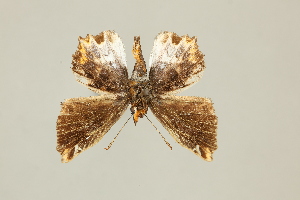  ( - DZ75.248)  @11 [ ] c (2025) Diego Dolibaina UFPR