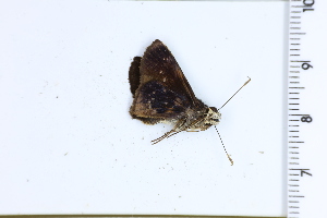  (Cynea melius - DRD1538)  @11 [ ] c  Diego Dolibaina Universidade Federal do Parana