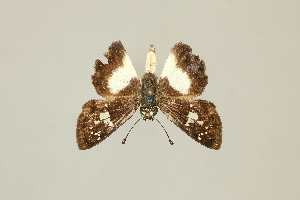  ( - DZ75.249)  @11 [ ] c (2025) Diego Dolibaina UFPR