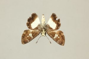  ( - DZ75.249)  @11 [ ] c (2025) Diego Dolibaina UFPR