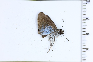  (Lirra - DRD1546)  @11 [ ] c  Diego Dolibaina Universidade Federal do Parana