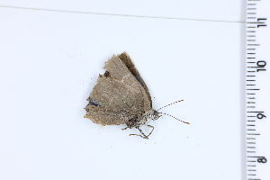  ( - DRD1080)  @11 [ ] c  Diego Dolibaina Universidade Federal do Parana