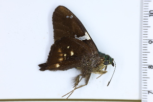  (Astraptes naxos - DRD1249)  @11 [ ] c  Diego Dolibaina Universidade Federal do Parana