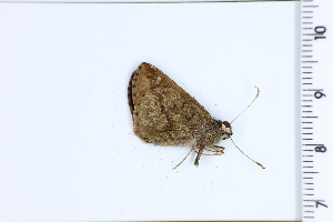  ( - DRD1259)  @11 [ ] c  Diego Dolibaina Universidade Federal do Parana